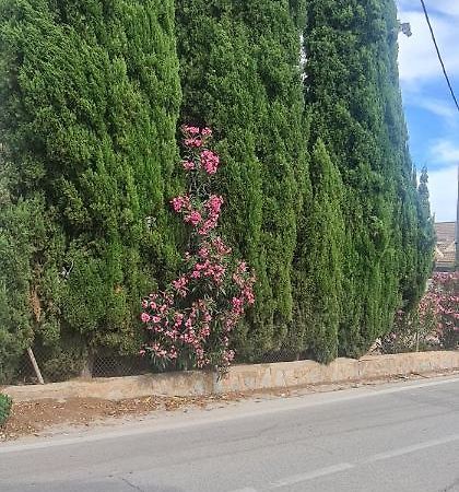 Coqueto Apartamento مرسية المظهر الخارجي الصورة